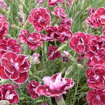 Dianthus x allwoodii 'Romeo'