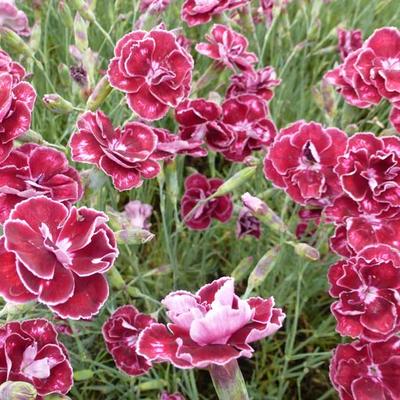 Dianthus x allwoodii 'Romeo' - 