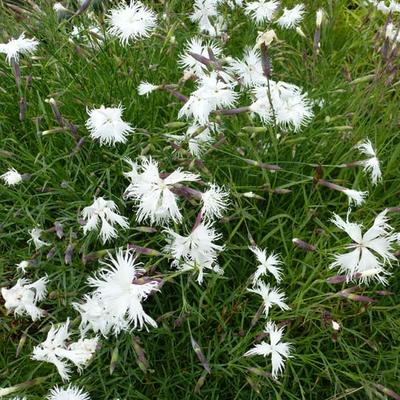 Dianthus arenarius - Dianthus arenarius