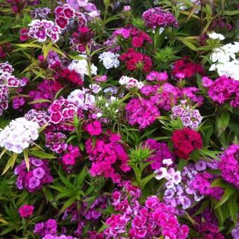 Dianthus barbatus