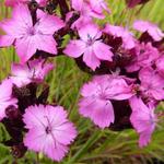 Dianthus carthusianorum - Œillet des Chartreux