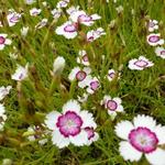 Dianthus deltoides 'Arctic Fire' - 