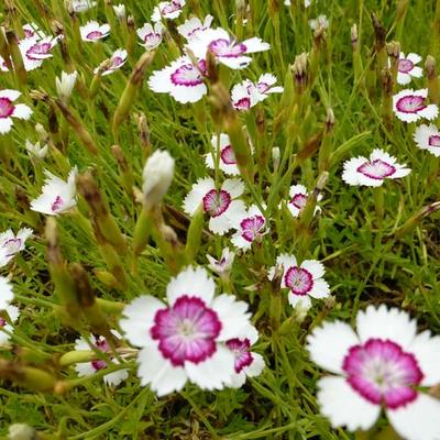 Dianthus deltoides 'Arctic Fire' - 