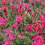 Dianthus deltoides 'Flashing Light' - 