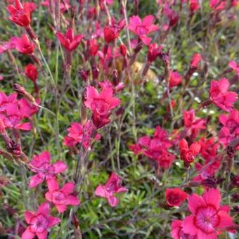 Dianthus deltoides 'Flashing Light'