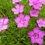 Dianthus deltoides 'Rosea' - 