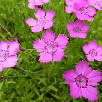 Dianthus deltoides 'Rosea'