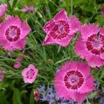 Dianthus gratianopolitanus - Pfingst-Nelke