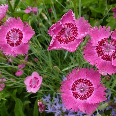 Dianthus gratianopolitanus - Pfingst-Nelke - Dianthus gratianopolitanus