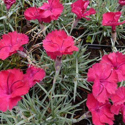 Dianthus gratianopolitanus 'Badenia' - Dianthus gratianopolitanus 'Badenia'