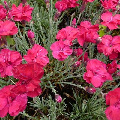 Dianthus gratianopolitanus 'Bombardier' - Dianthus gratianopolitanus 'Bombardier'