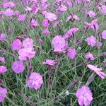 Dianthus gratianopolitanus 'Eydangeri' - 