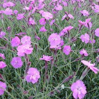 Dianthus gratianopolitanus 'Eydangeri'