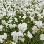 Dianthus plumarius 'Albus Plenus' - 