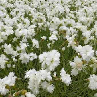 Dianthus plumarius 'Albus Plenus'