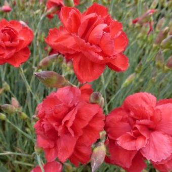 Dianthus plumarius 'David'