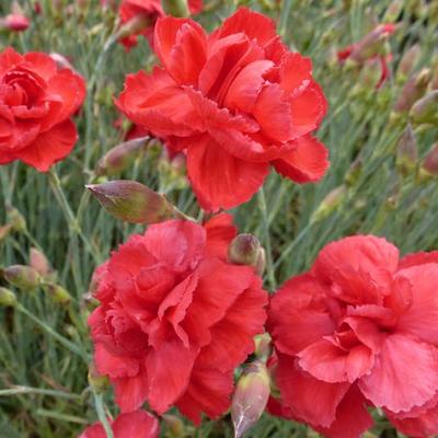 Dianthus plumarius 'David' - Dianthus plumarius 'David'