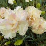 Dianthus plumarius 'Devon Cream' - Dianthus plumarius 'Devon Cream'