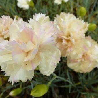 Dianthus plumarius 'Devon Cream'