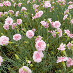 Dianthus plumarius 'Doris' - 