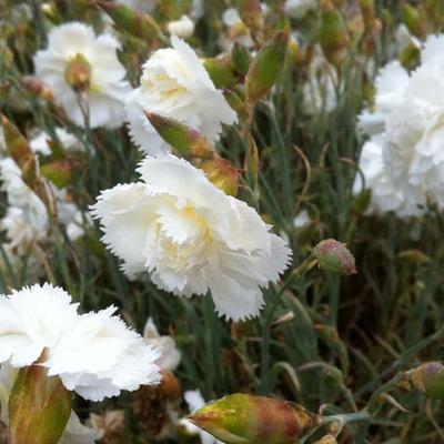 Dianthus plumarius 'Haytor White' - Dianthus plumarius 'Haytor White'