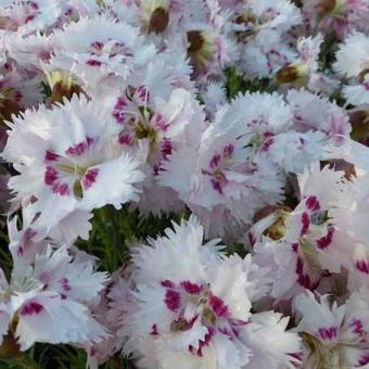 Dianthus plumarius 'Ine'