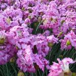 Dianthus plumarius 'Maggie' - 