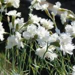 Dianthus plumarius 'Mrs Sinkins' - Dianthus plumarius 'Mrs Sinkins'