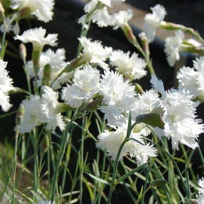 Dianthus plumarius 'Mrs Sinkins' - Dianthus plumarius 'Mrs Sinkins'