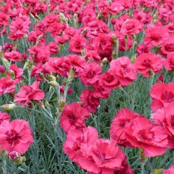 Dianthus plumarius 'Munot