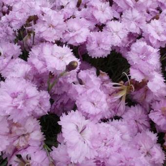 Dianthus plumarius 'Pike's Pink'