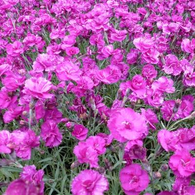 Dianthus plumarius 'Warden Hybrid' - 