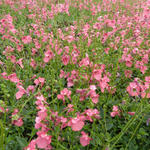 Diascia fetcaniensis - 