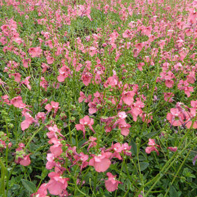 Diascia fetcaniensis