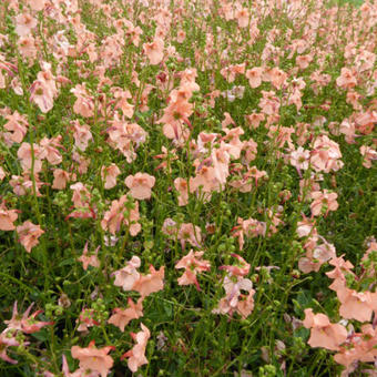 Diascia barberae 'Blackthorn Apricot'