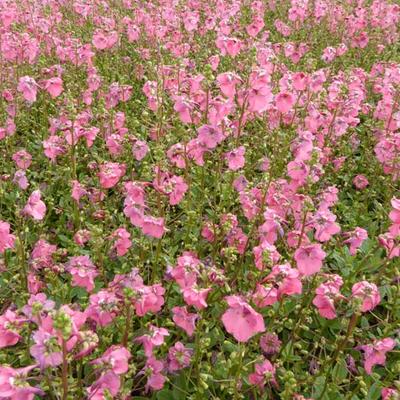 Diascia barberae 'Ruby Field' - 