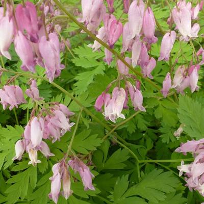 Dicentra formosa - Kleines Tränendes Herz