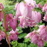 Dicentra formosa 'Adrian Bloom' - 