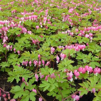 Lamprocapnos spectabilis - Tränendes Herz