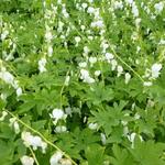 Lamprocapnos spectabilis 'Alba'