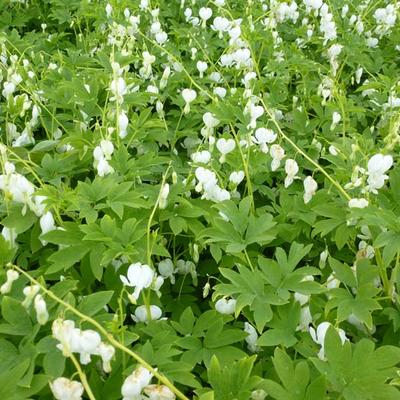 Lamprocapnos spectabilis 'Alba' - 