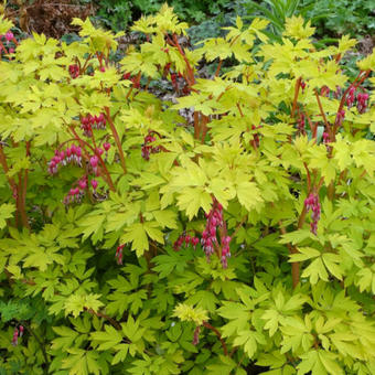 Lamprocapnos spectabilis 'Goldheart'