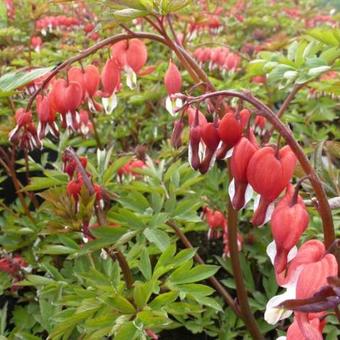 Lamprocapnos spectabilis 'Valentine'