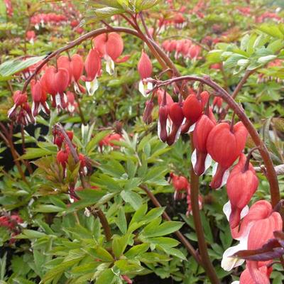 Lamprocapnos spectabilis 'Valentine' - 