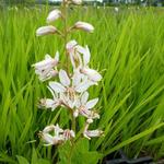 Dictamnus albus 'Albiflorus' - 