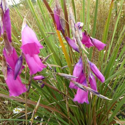 Dierama pulcherrimum - 