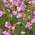 Dierama trichorhizum - 