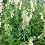 Digitalis grandiflora - Großblütiger Fingerhut