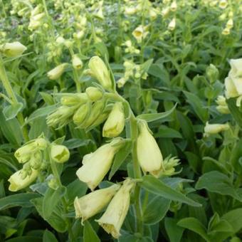 Digitalis grandiflora 'Carillon'