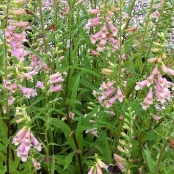 Digitalis 'Glory of Roundway'